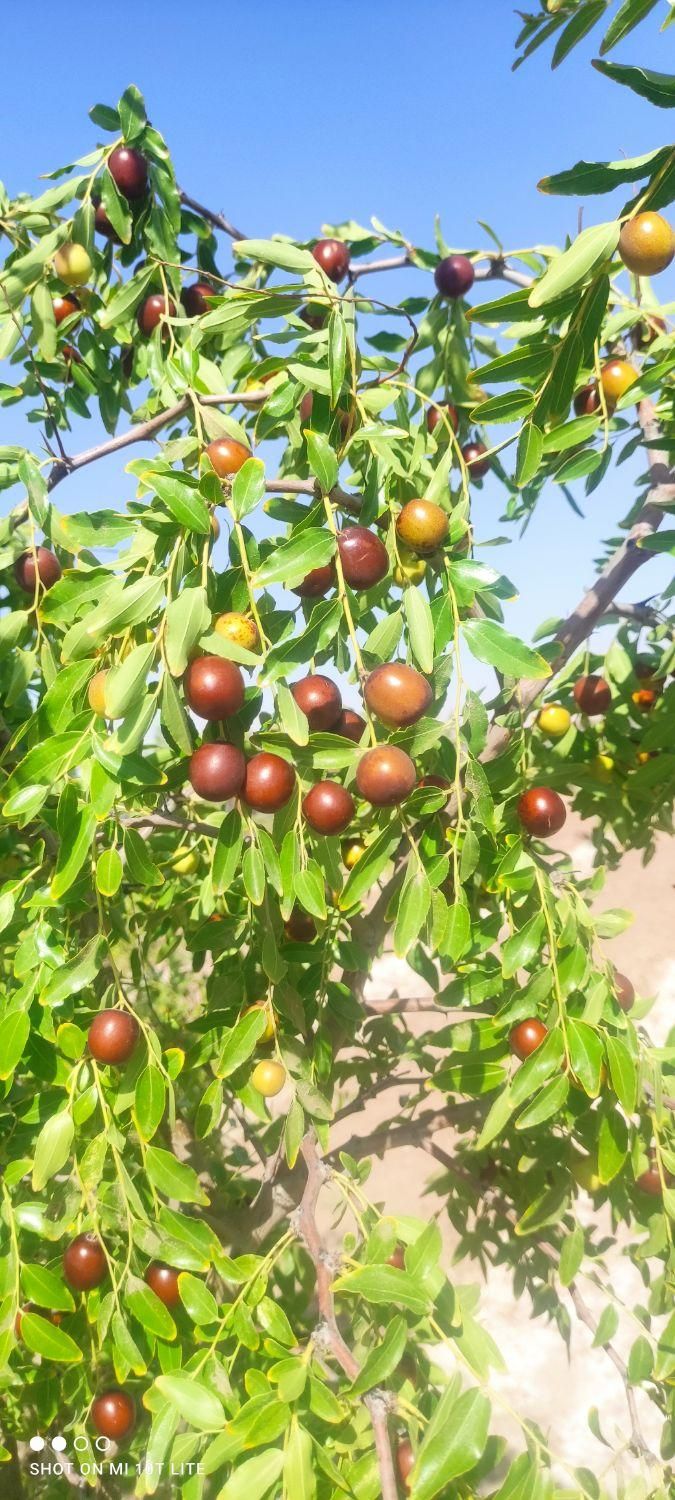 تصویر 16