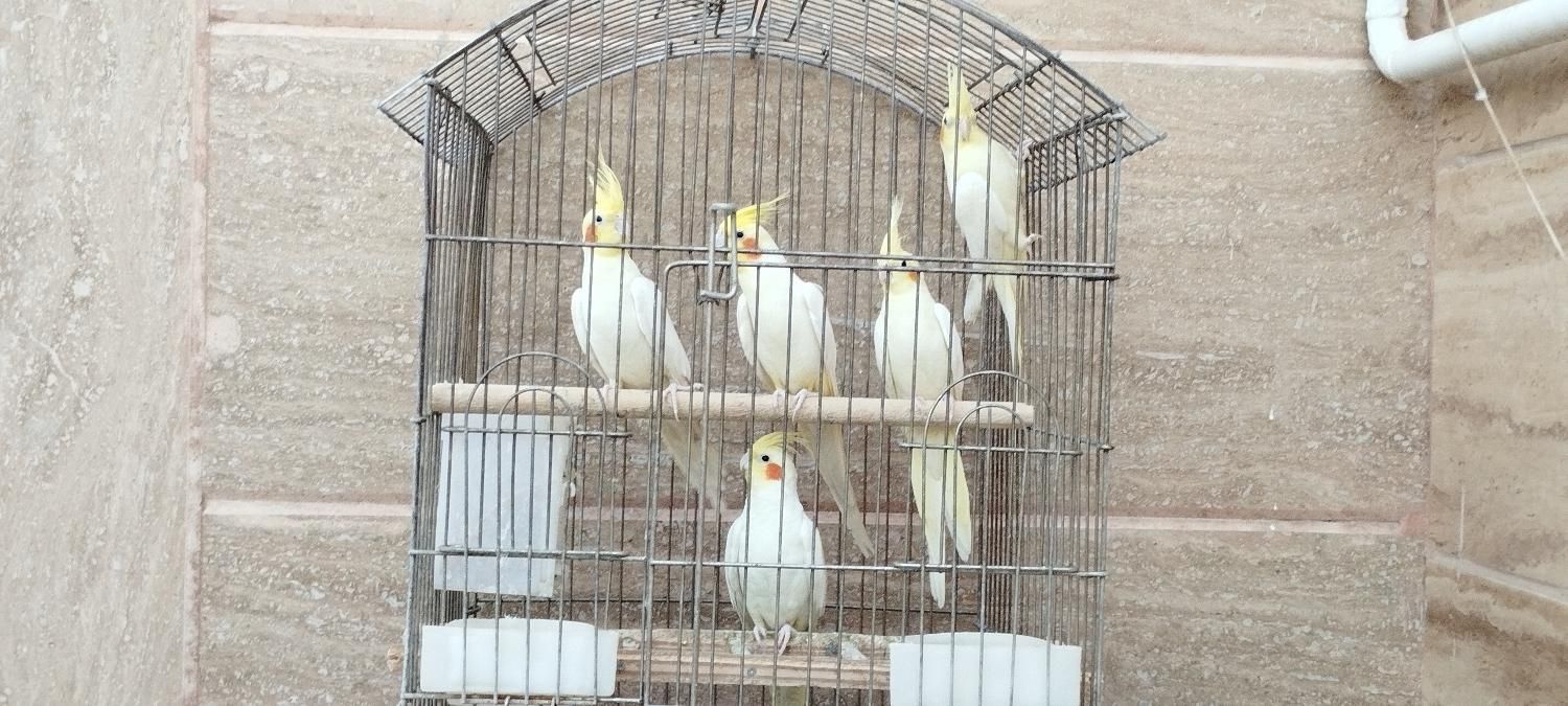 فروش عروس هلندی سالم|پرنده|تربت‌حیدریه, آبشار|دیوار
