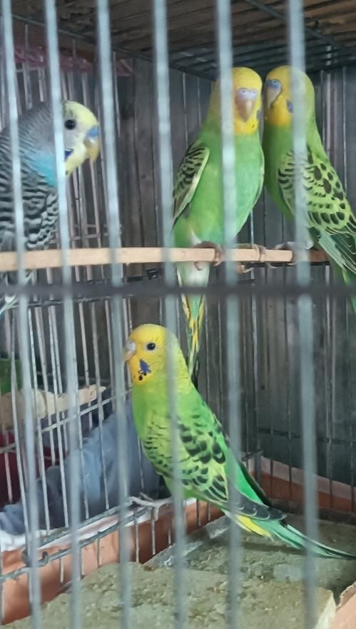 مرغ عشق|پرنده|سمنان, |دیوار