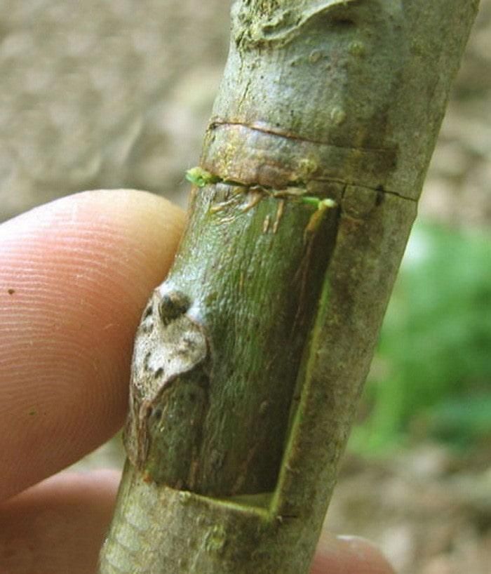 پیوند زنی درخت گردو به صورت تخصصی وحرفه ای|خدمات باغبانی و درختکاری|نجف‌آباد, شیخ بهایی|دیوار