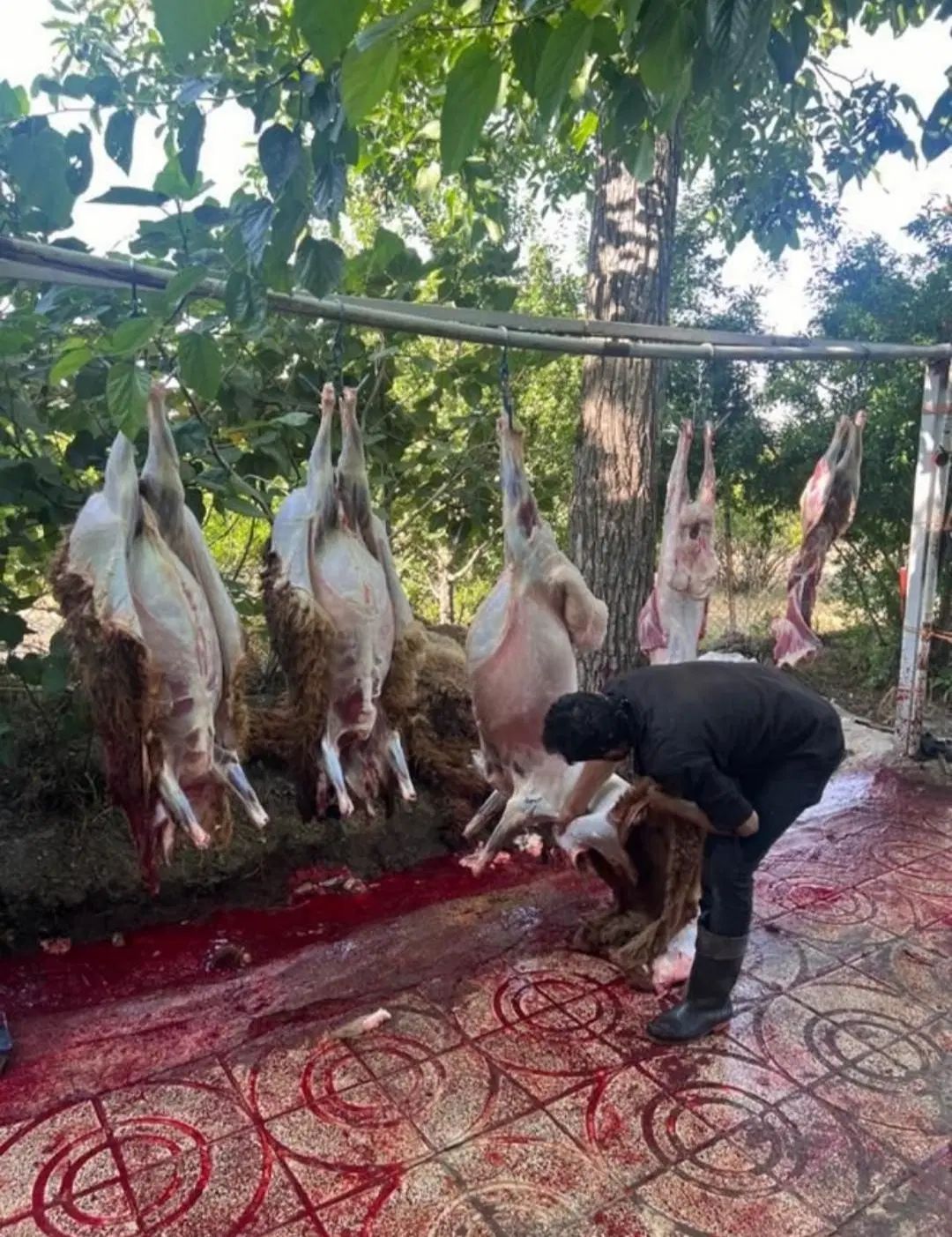 گوسفند خونی جهت مراسمات عروسی و...|حیوانات مزرعه|مشهد, خین عرب|دیوار