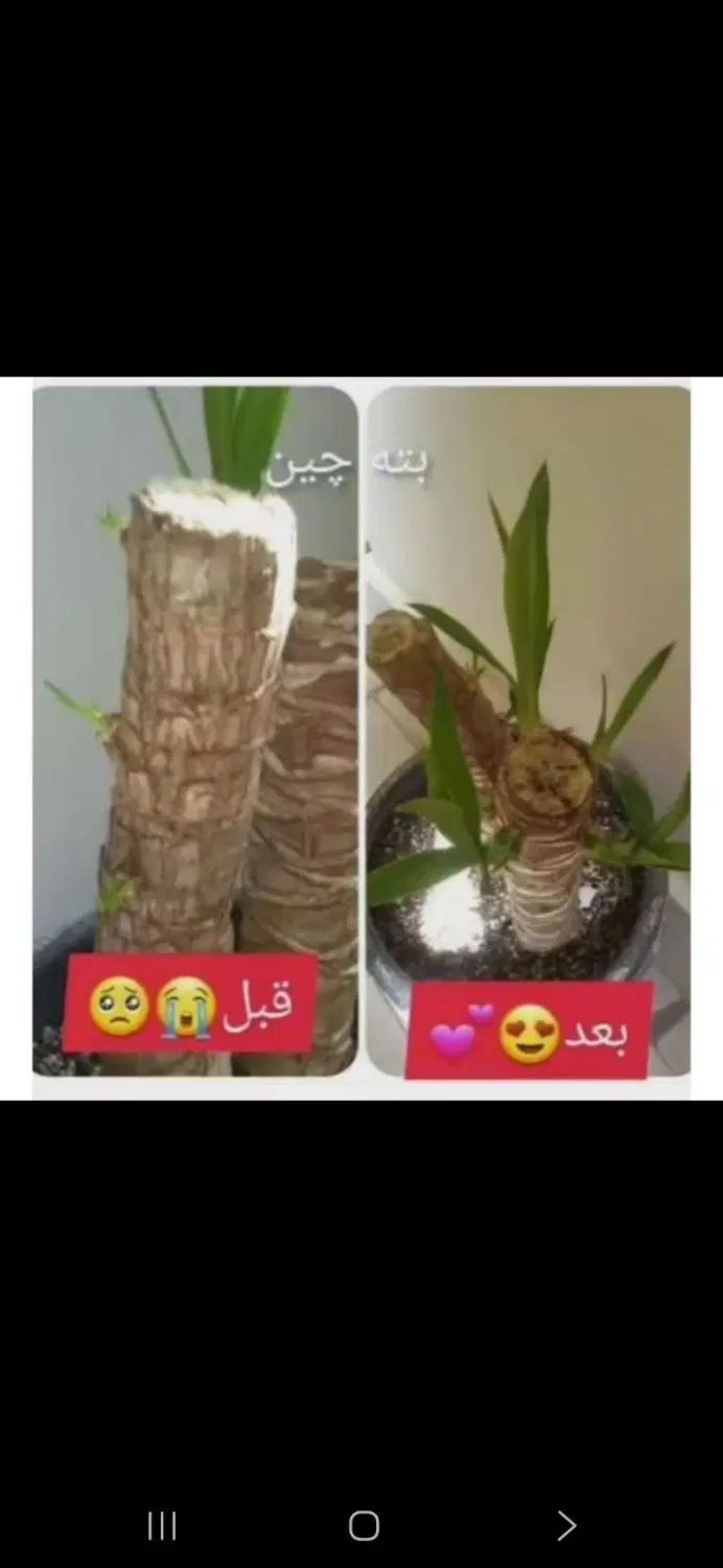 اگر میخای گل های تو خونت خوب رشد کنند بیا دایرکت|گل و گیاه طبیعی|یزد, |دیوار