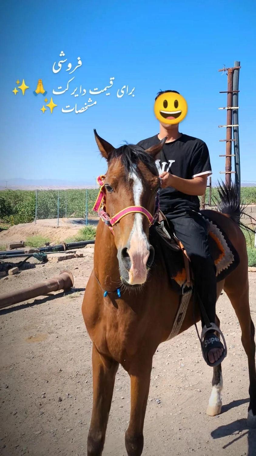 اسب|اسب و تجهیزات اسب‌سواری|مشهد, وکیل‌آباد|دیوار