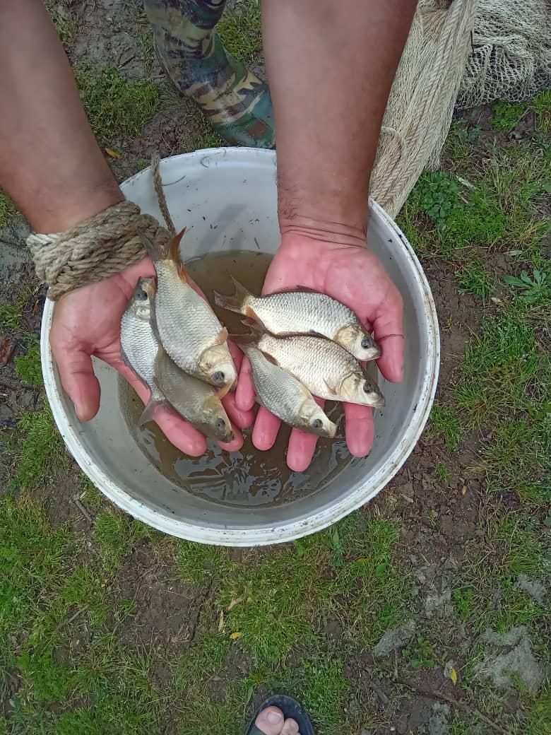 کپور مجارستانی|ماهی|تبریز, |دیوار