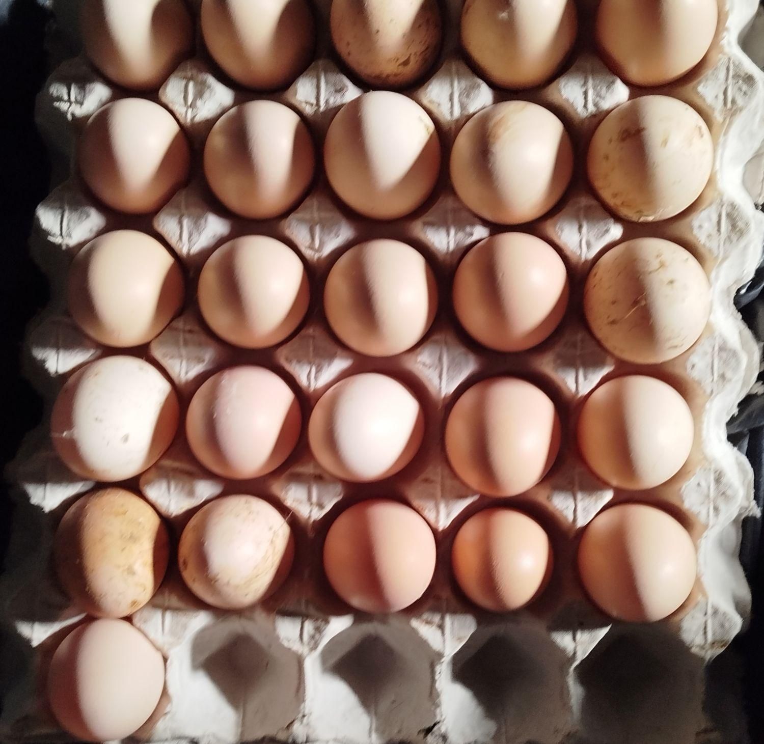 تخم مرغ لاری اوشامو نطفه دار|حیوانات مزرعه|قزوین, |دیوار