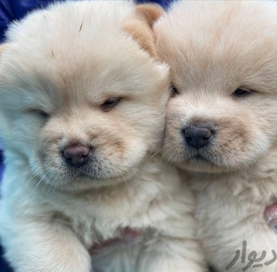 فروش سگ چاو چاو توله رنگ سفید اورجینال|سگ|کرج, عظیمیه|دیوار