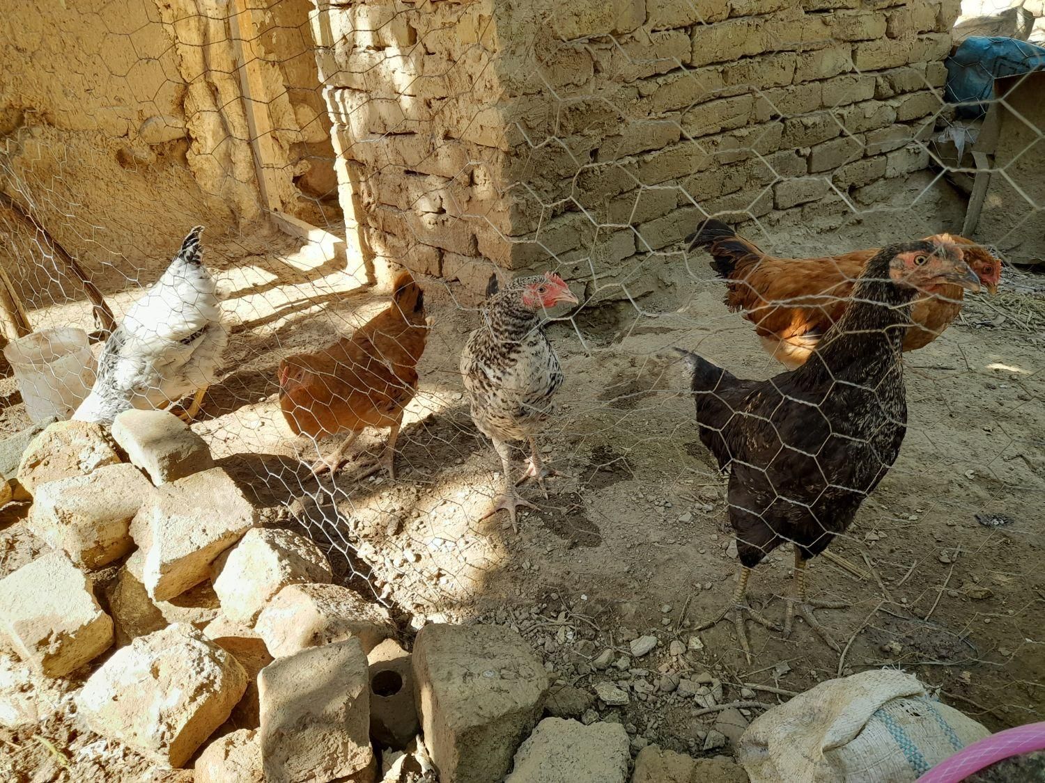 جوجه مرغ بزرگ مرغ وخروسیش معلومه سالموسرحال|حیوانات مزرعه|تربت‌حیدریه, پائین ولایت|دیوار