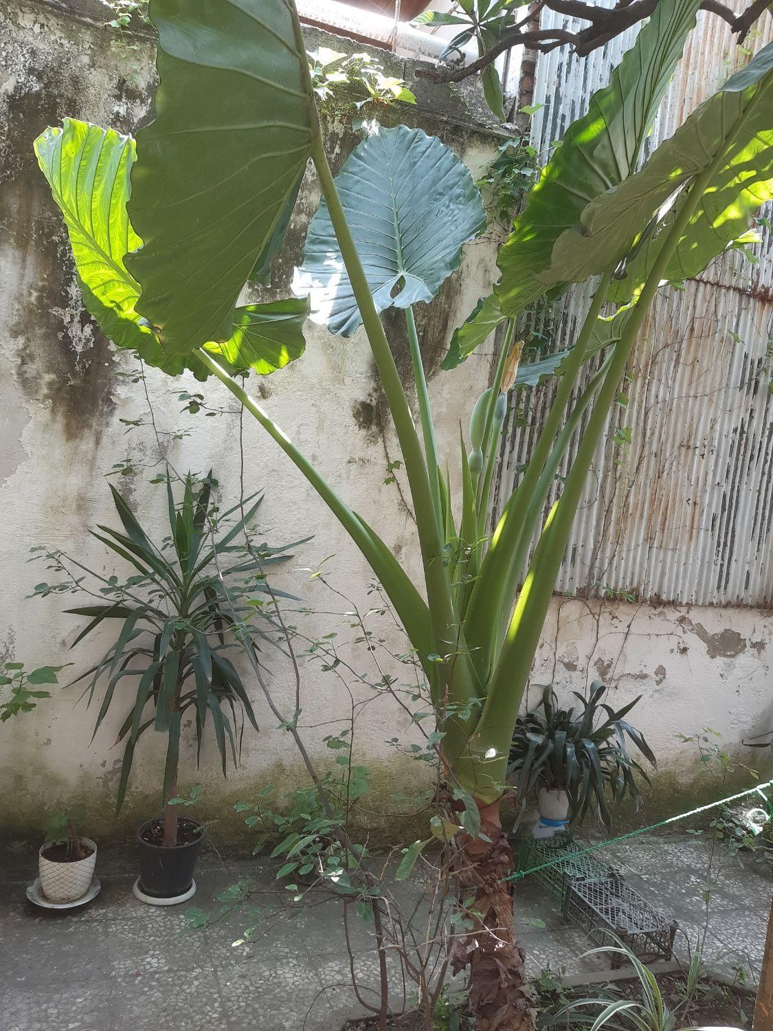 گل بابا آدم|گل و گیاه طبیعی|رشت, یخسازی|دیوار