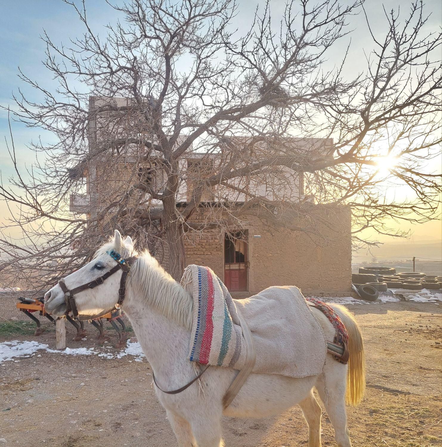 اسب و مادیان|اسب و تجهیزات اسبسواری|کوهسار (البرز), |دیوار