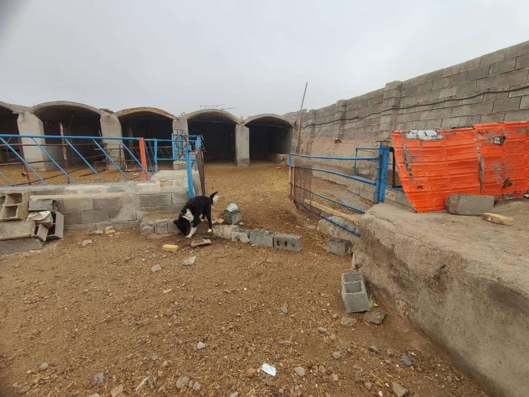 گاوداری دامداری|فروش دفتر صنعتی، کشاورزی، تجاری|شهرضا, |دیوار