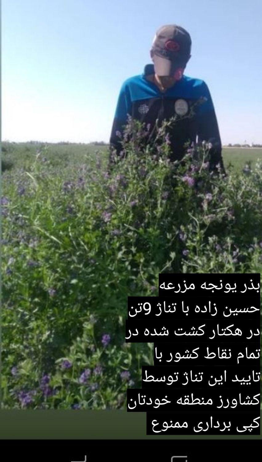بذر یونجه بذر یونجه پایه بلند با تناژ بالا|عمده‌فروشی|قروه, |دیوار
