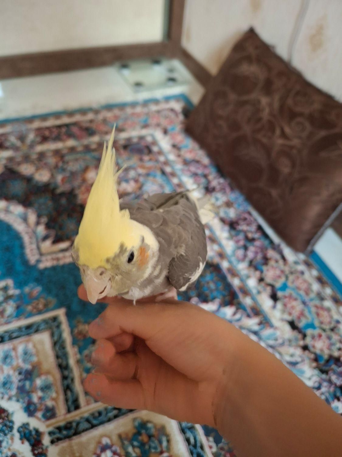 معاوضه عروس هلندی دستی با طوطی کوتوله تازه دون خور|پرنده|اصفهان, دشتستان|دیوار