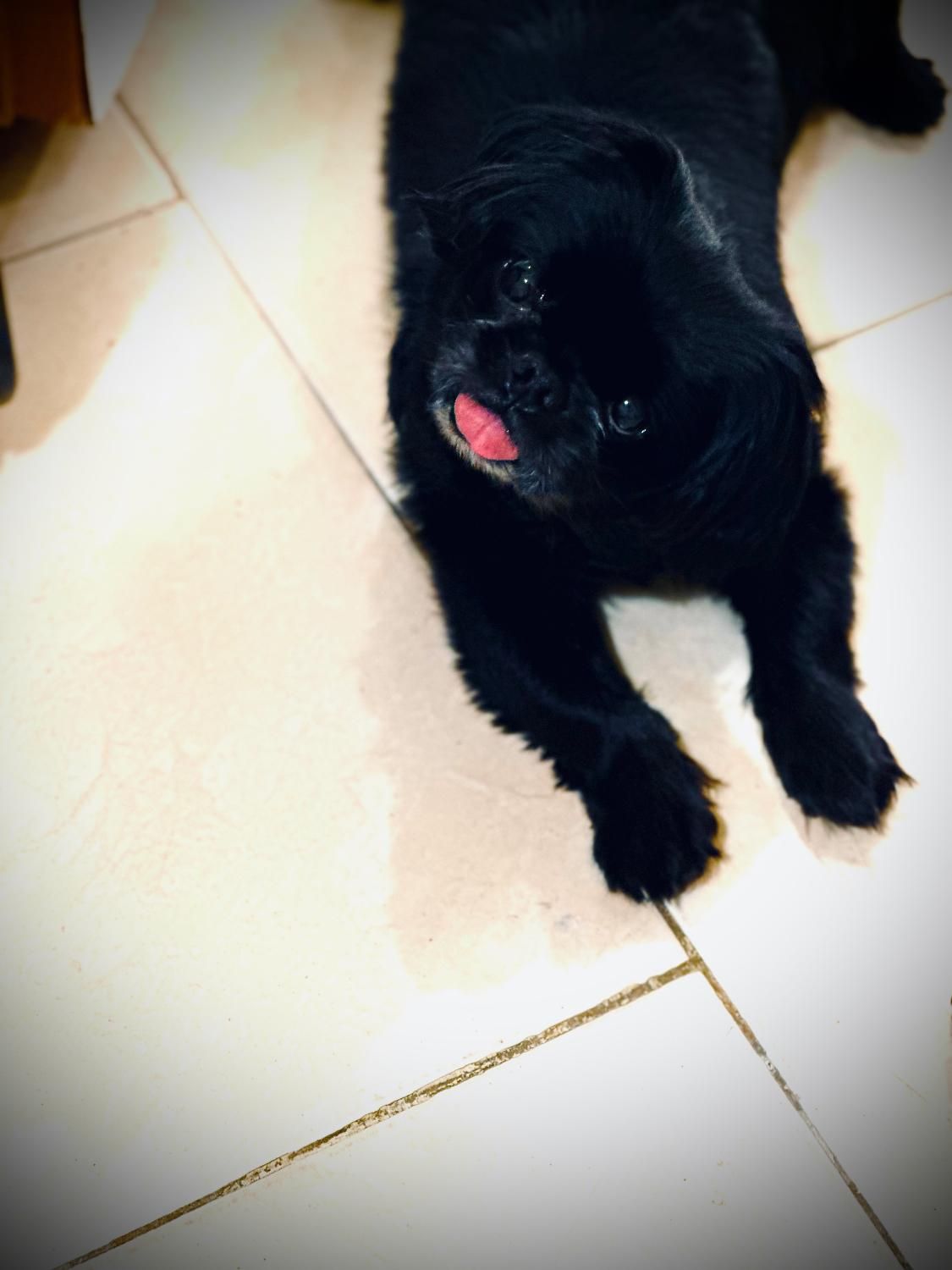 گمشده بیماری قلبی داره مژدگانی عالی|حیوانات|تهران, مسعودیه|دیوار