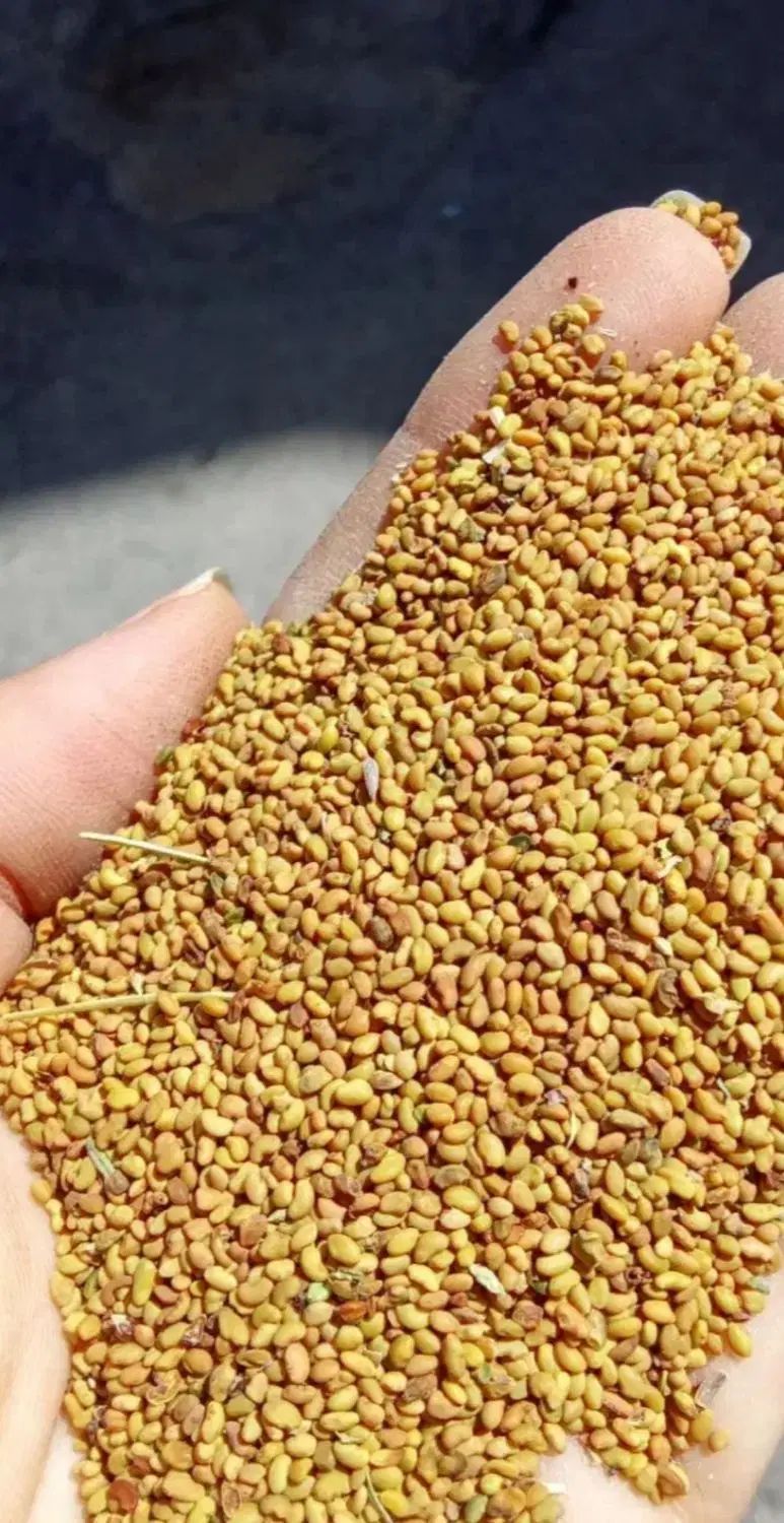 تخم یونجه اصل بهبهان با قدرت سبز شوندگی بالا|خدمات باغبانی و درختکاری|بهبهان, |دیوار