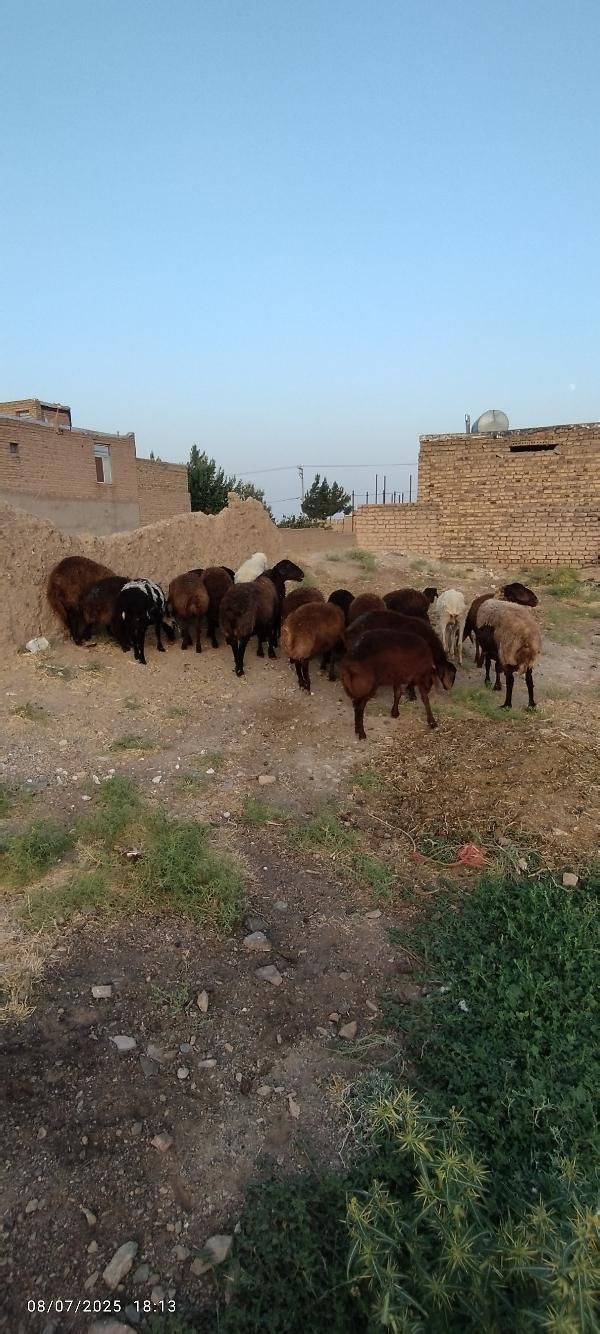 بره نروماده|حیوانات مزرعه|تایباد, |دیوار
