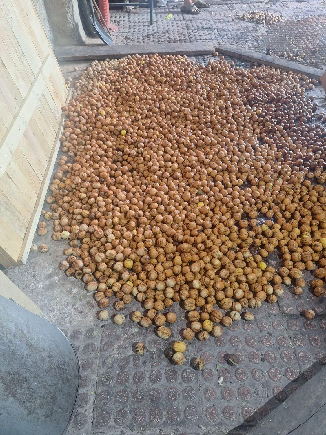پوست کندن گردو سبز|خدمات باغبانی و درختکاری|تهران, مسگرآباد|دیوار