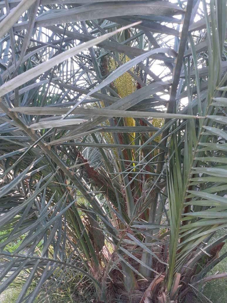 فروش زمین ۱۰۰۰ متری باغی|فروش دفتر صنعتی، کشاورزی، تجاری|بندر کنگان, |دیوار