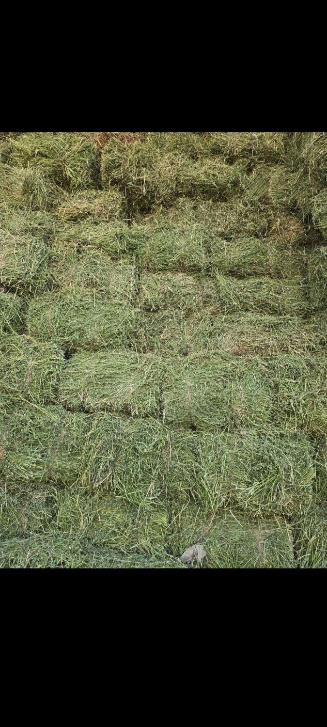 انبار خوراک دام|لوازم جانبی حیوانات|یزد, |دیوار