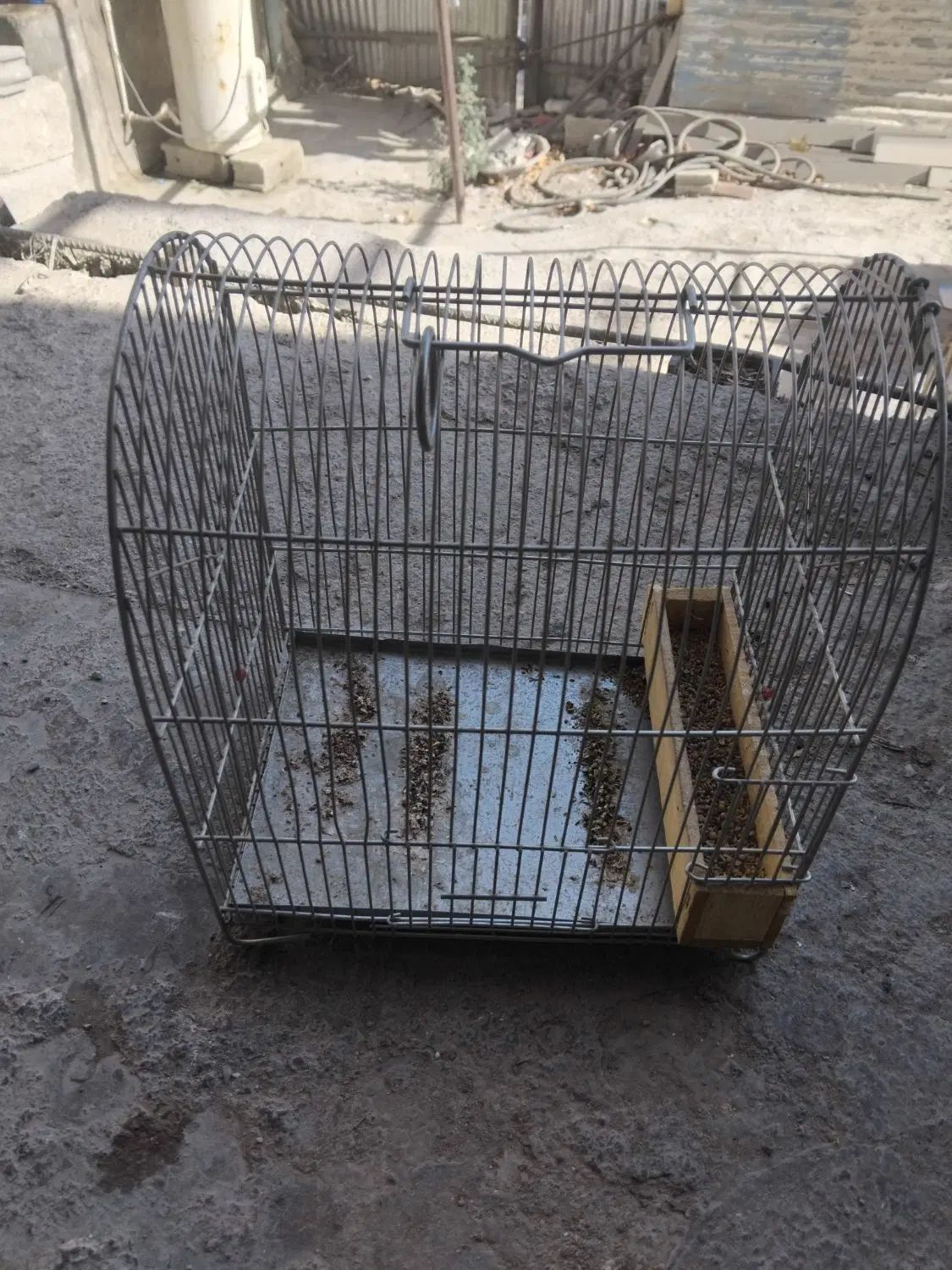 سهره|پرنده|تهران, درختی|دیوار