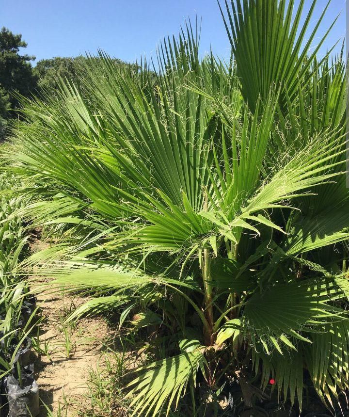 پالم واشنگتن|گل و گیاه طبیعی|رودسر, |دیوار