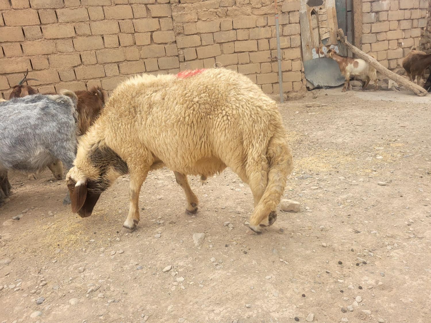 قوچ سنجابی ۳ شیره اصیل|حیوانات مزرعه|خرمآباد, |دیوار