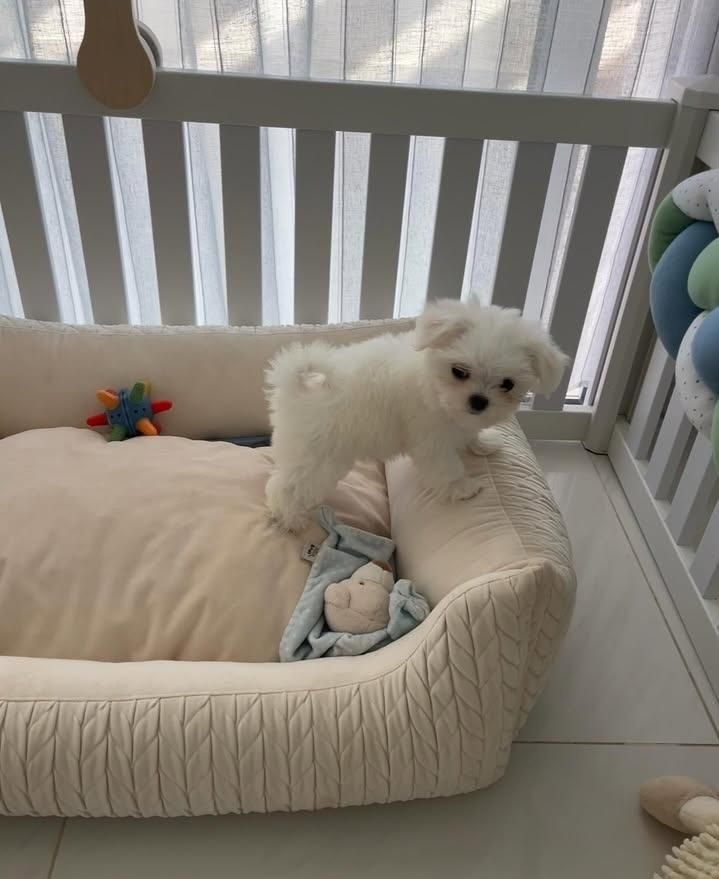 توله سگ مالتی پو (مالتیز+پودل)|سگ|تهران, جنتآباد جنوبی|دیوار