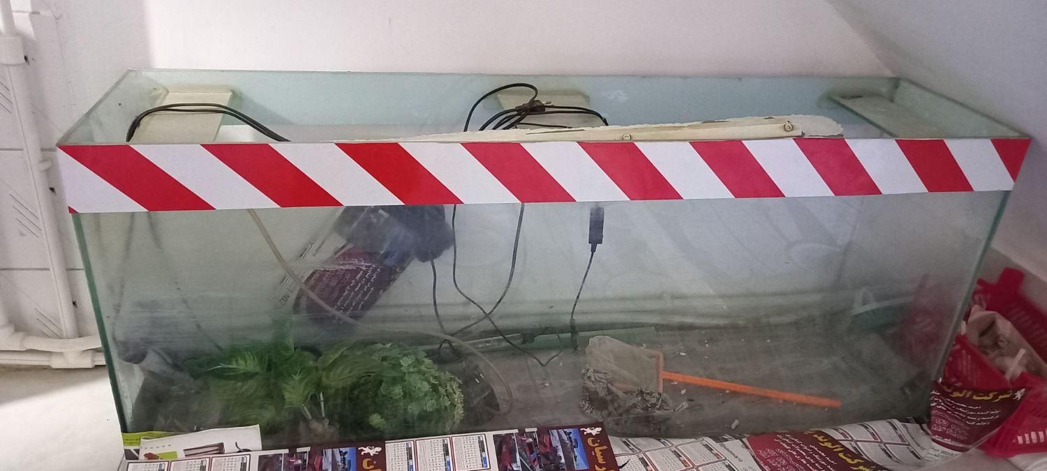 آکواریوم|ماهی|قروه, |دیوار