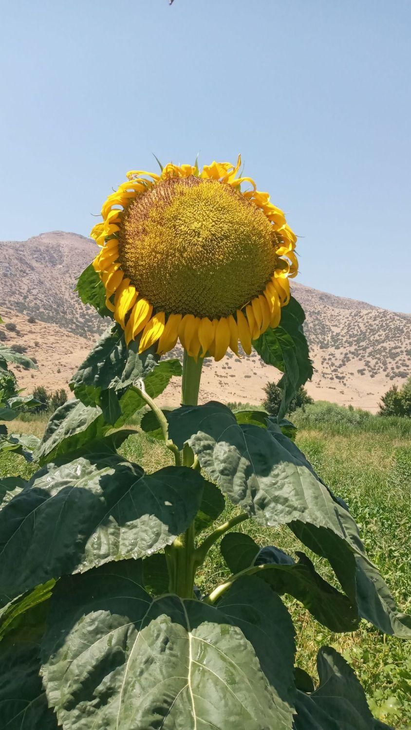سرکارگر|خدمات باغبانی و درختکاری|کرمانشاه, |دیوار