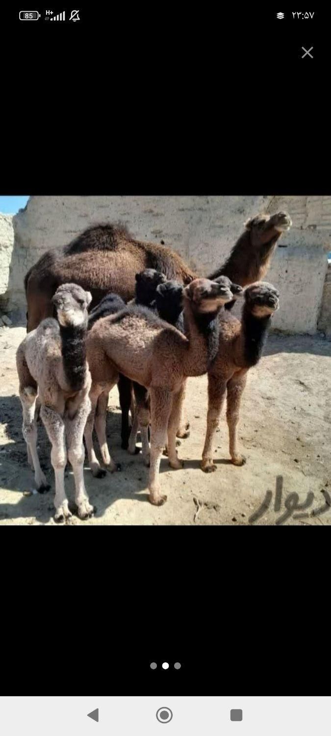 شیرشتر|خوردنی و آشامیدنی|قم, زاویه|دیوار