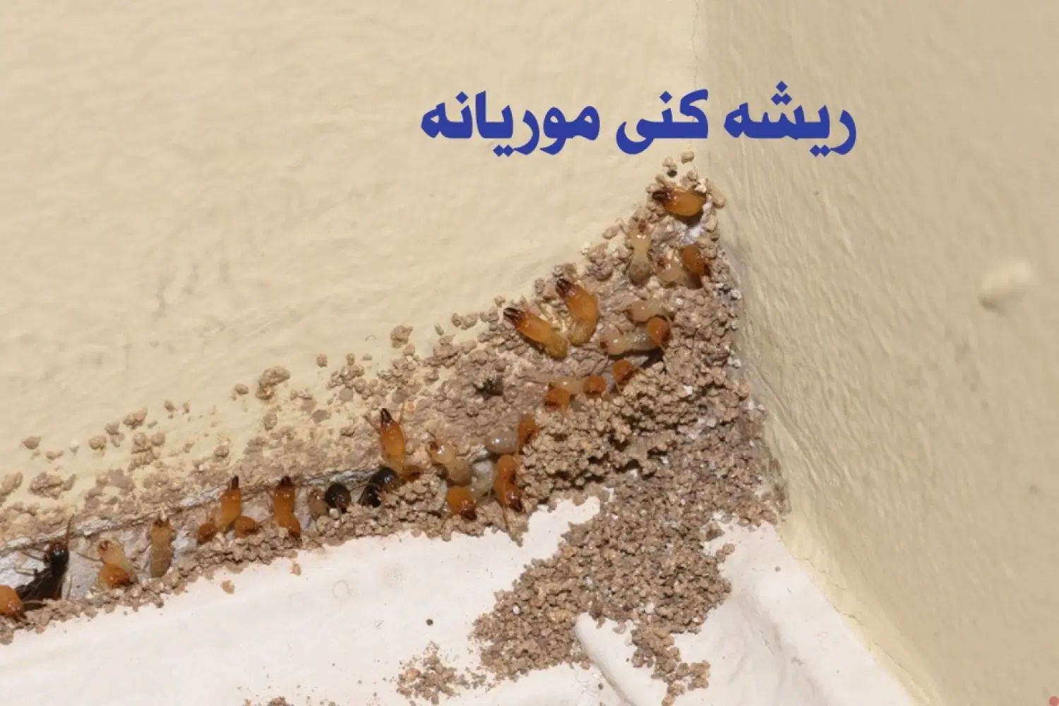 سم پاشی موریانه و الباقی حشرات و موش در اصفهان|خدمات نظافت|اصفهان, سعادت‌آباد|دیوار