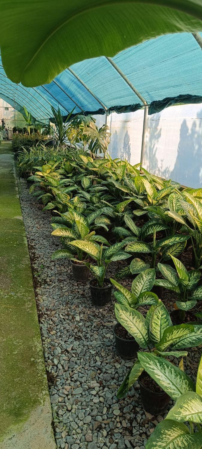 گلخانه ابریشم|گل و گیاه طبیعی|گوراب زرمیخ, |دیوار