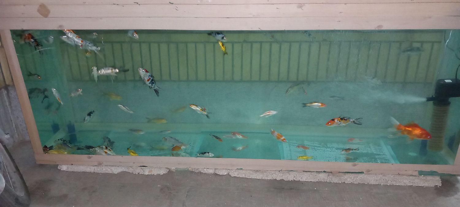 آکواریوم بزرگ با ماهی و لوازمات|ماهی|اصفهان, جلفا|دیوار