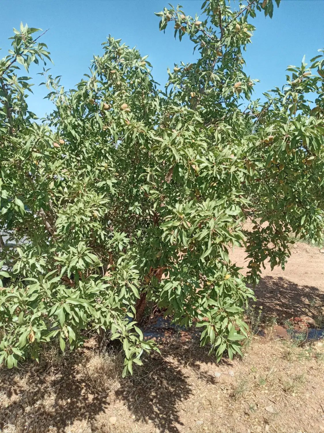 باغ ۱۶۰۰متری بادام دارای آب و سندتکبرگ  زیر قیمت|فروش زمین و ملک کلنگی|اصفهان, خرم|دیوار