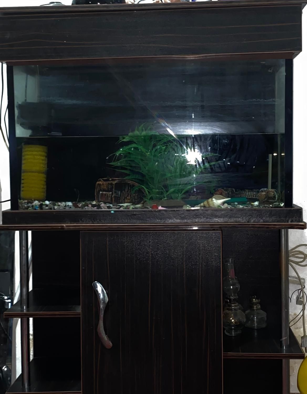 اکواریوم|ماهی|شاهرود, |دیوار