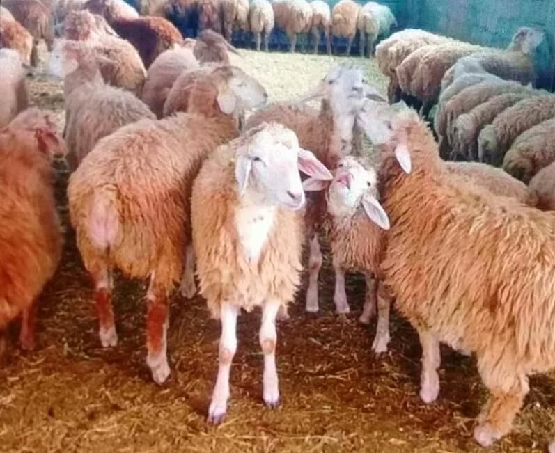 گوسفند مرغوب سید ( چاق کشتنی )|حیوانات مزرعه|قم, امامزاده ابراهیم|دیوار