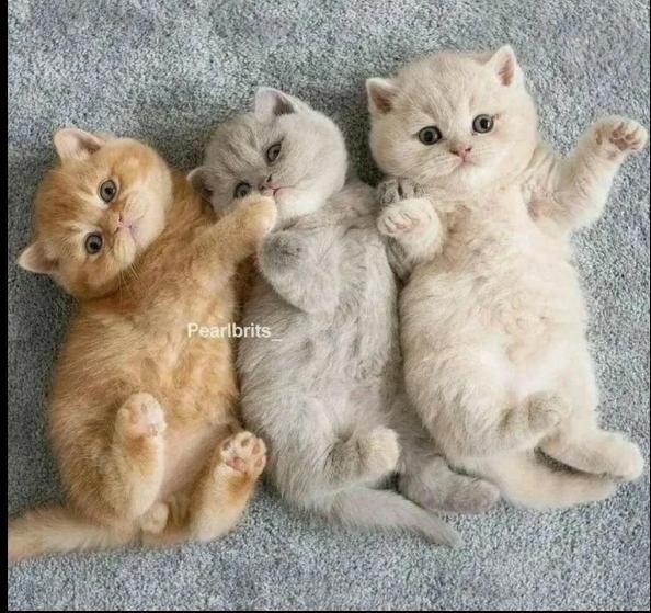 گربه های زیبا و اصیل (پرشین / بریتیش / اسکاتیش )|گربه|اصفهان, جلفا|دیوار