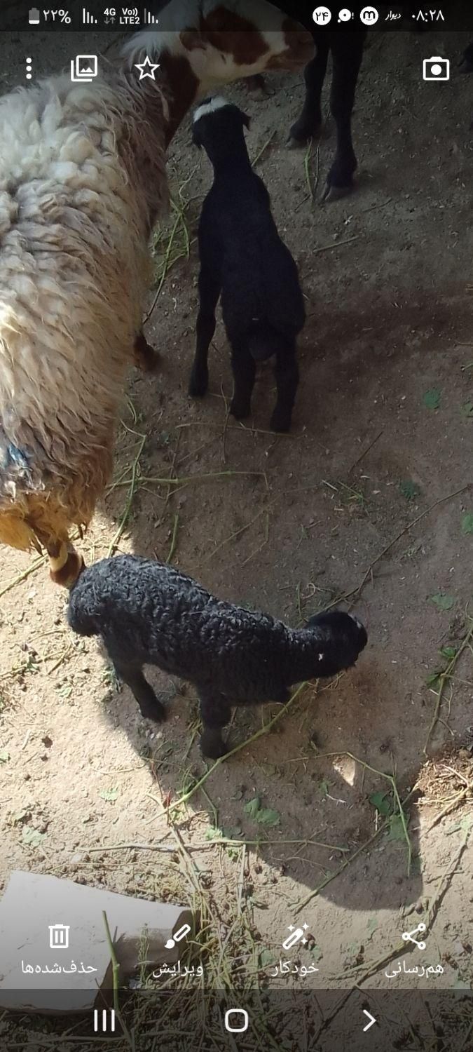بره نر ادرس روستای هزاوه|حیوانات مزرعه|اراک, |دیوار
