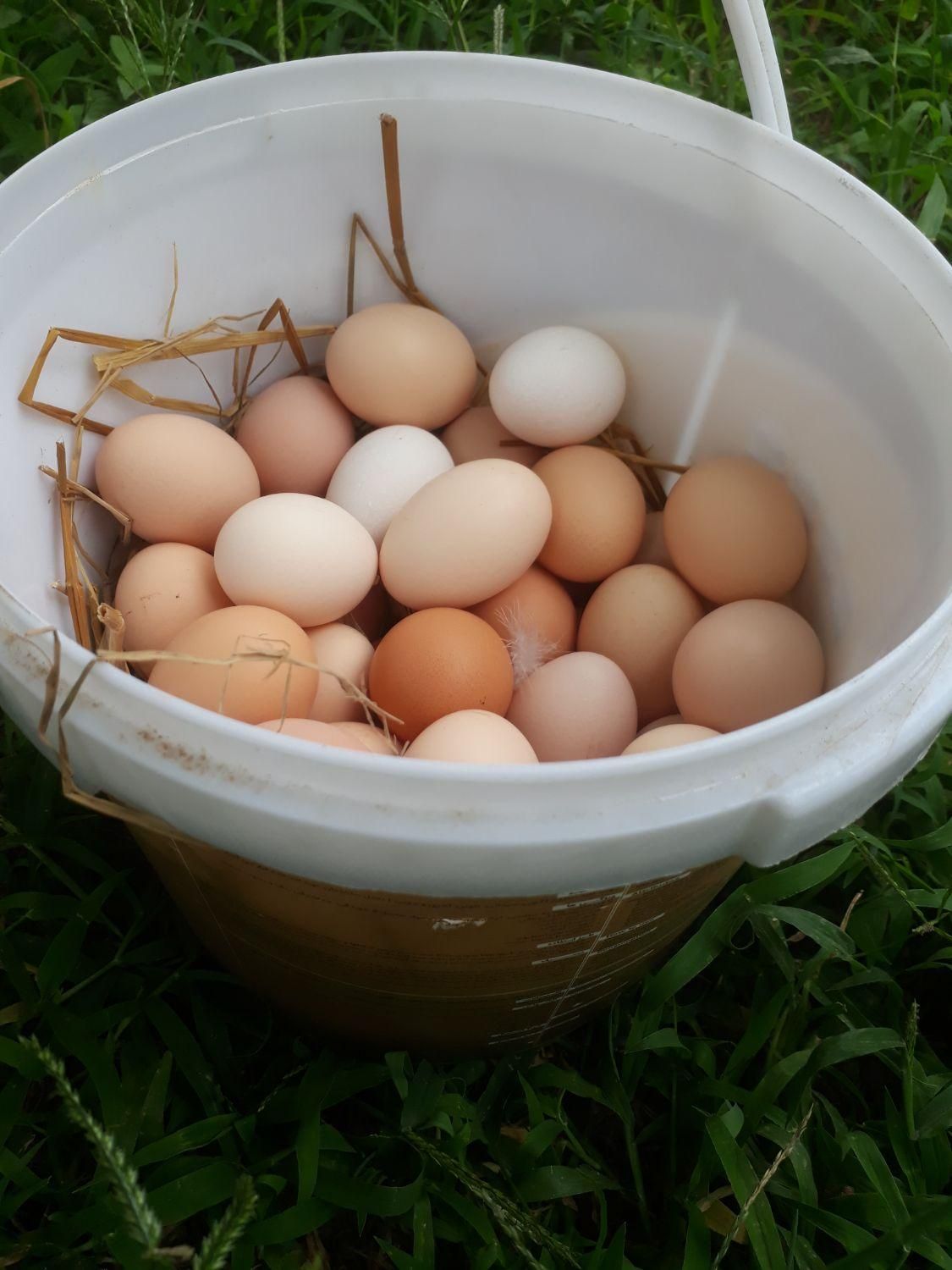 تخم مرغ محلی نطفه دار وخوراکی تازه|حیوانات مزرعه|رشت, نیروی دریایی|دیوار