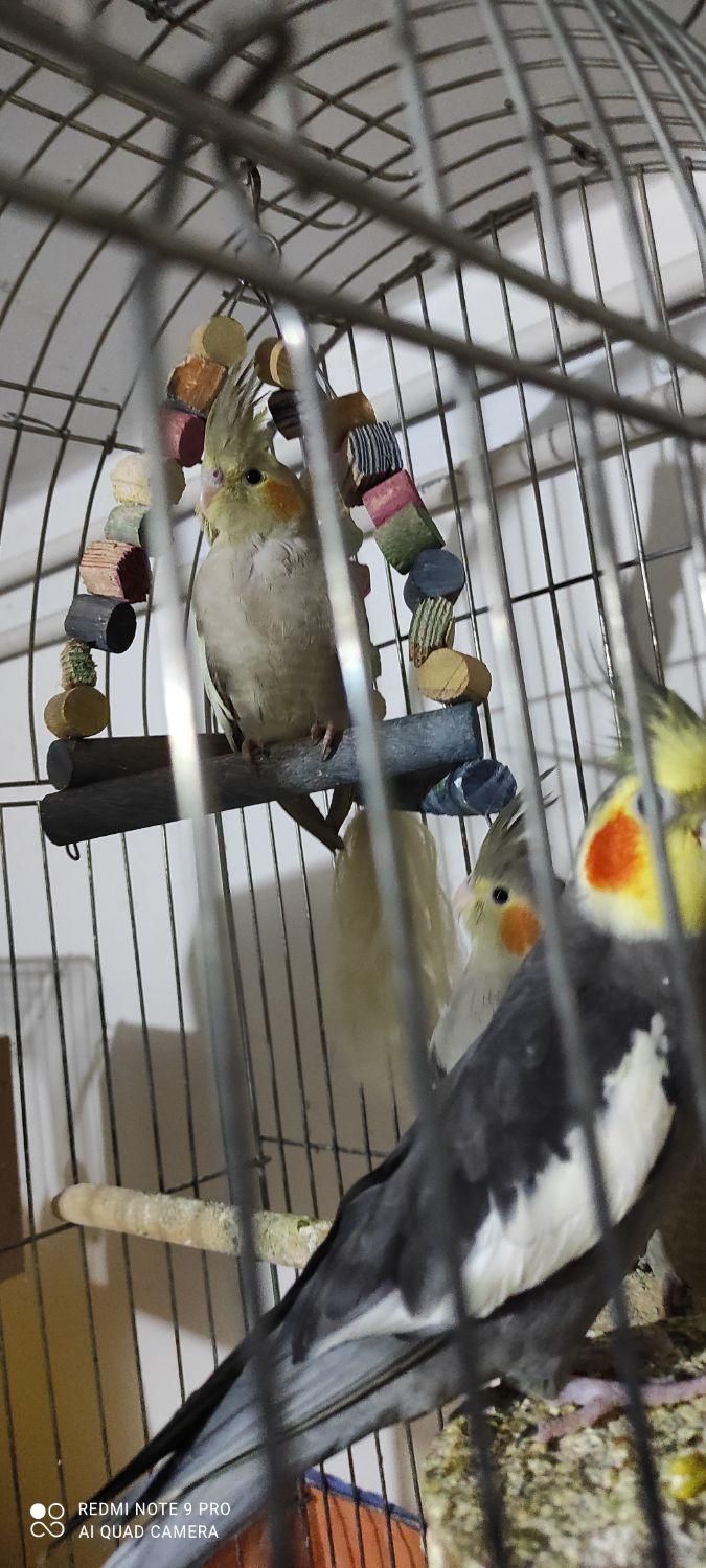 پرورش عروس هلندی|پرنده|همدان, |دیوار