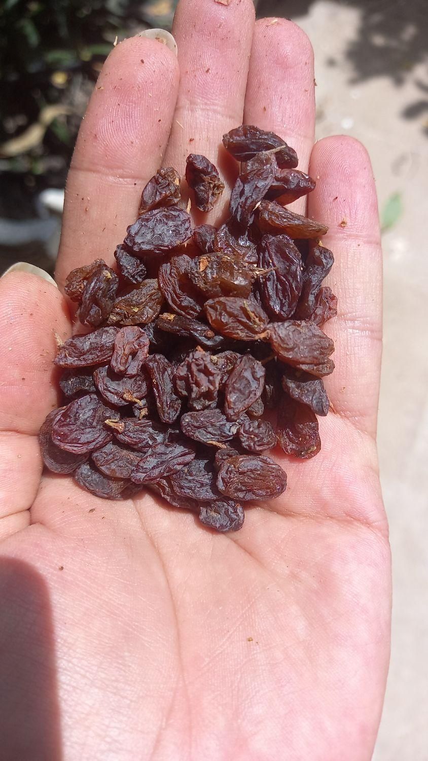 کشمش مویز آفتابی|خوردنی و آشامیدنی|ساری, |دیوار