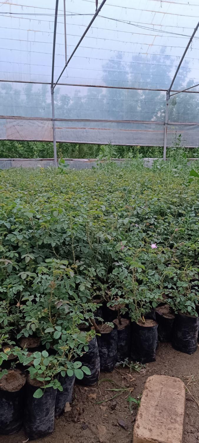 فروش نهال گل محمدی گلدون کاشان اردهال حسنارود|خدمات باغبانی و درختکاری|کاشان, استرک|دیوار