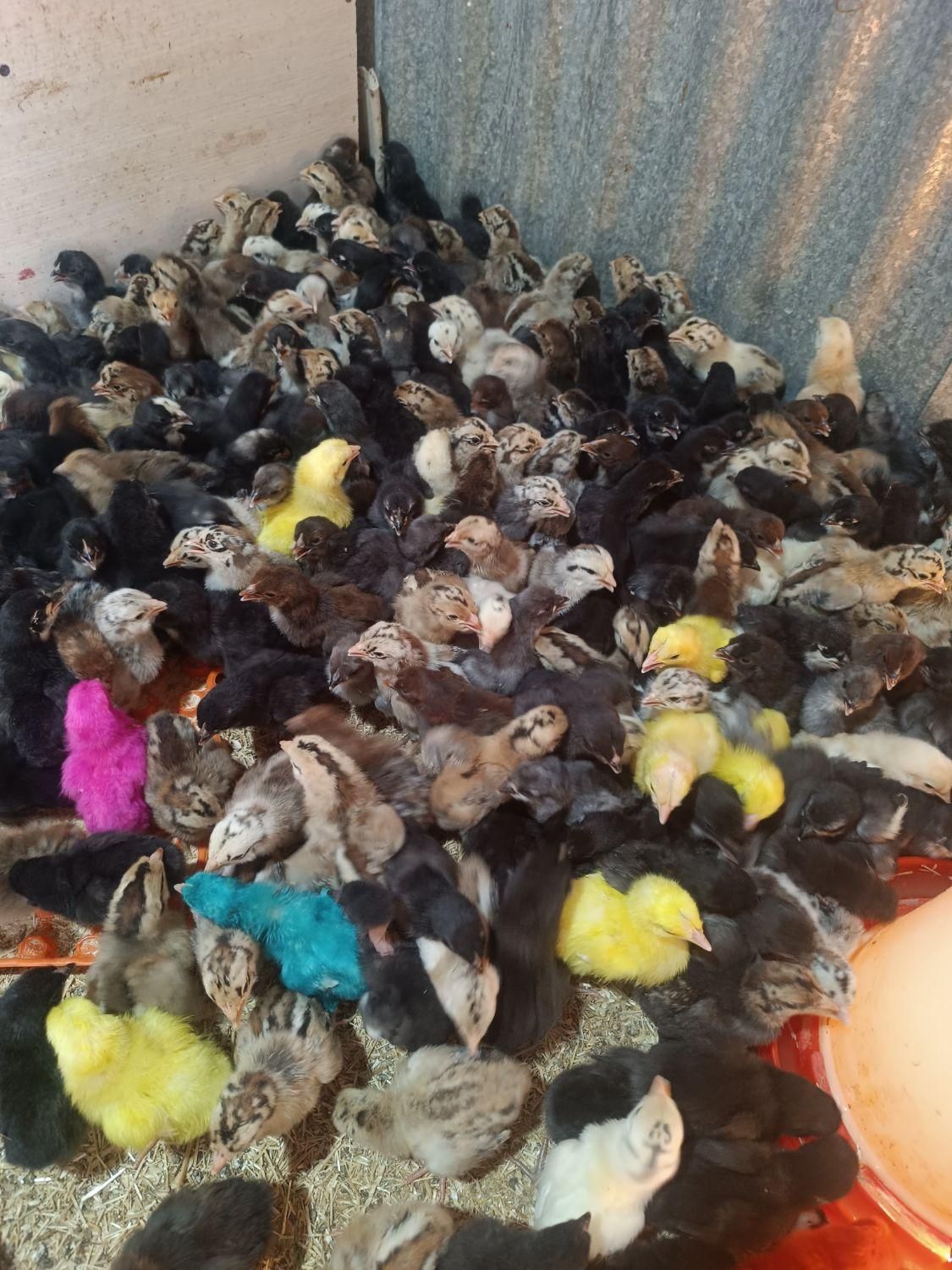 جوجه مرغ محلی اصل کرچ شو به تضمین|حیوانات مزرعه|رفسنجان, |دیوار