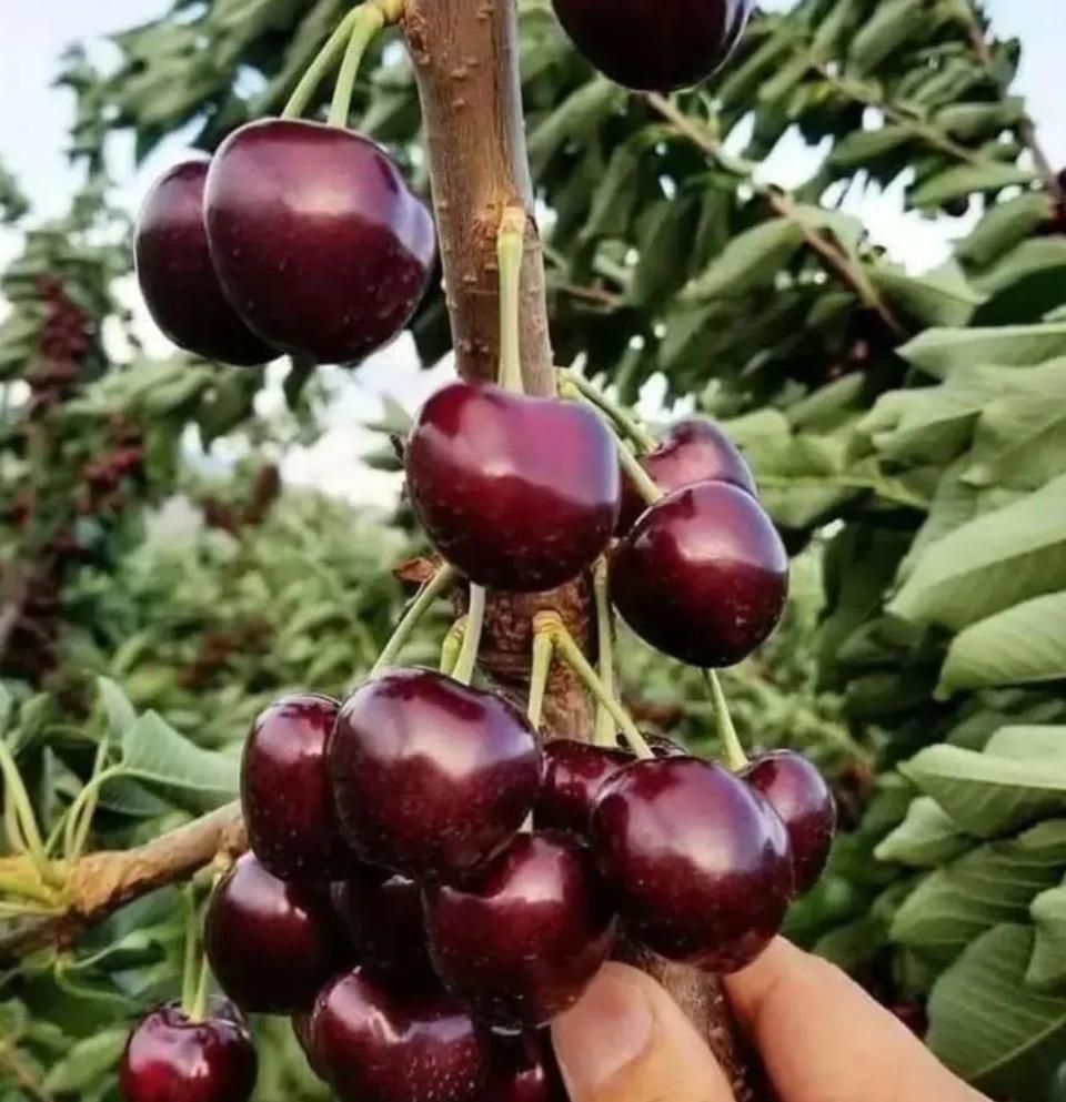خرید بدون واسطه انواع ارقام نهال با کیفیت|خدمات باغبانی و درختکاری|اصفهان, باغ فردوس|دیوار