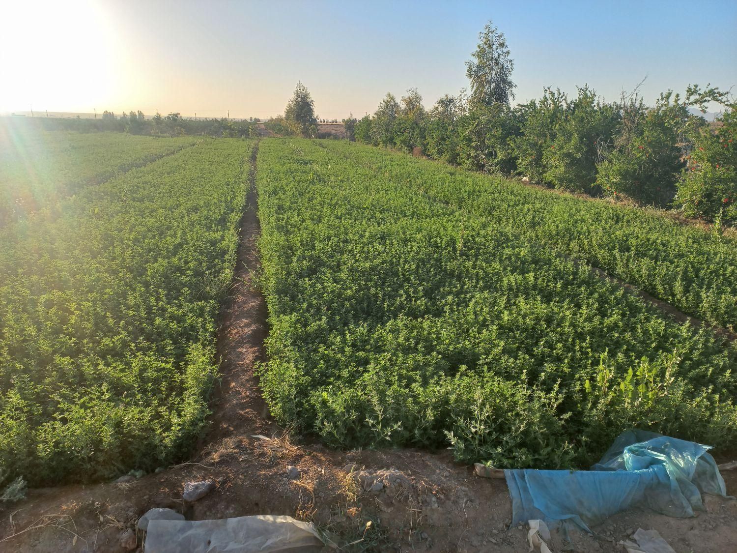 طرح کشاورزی و منزل مسکونی ودامدار|فروش زمین و ملک کلنگی|مهاباد (اصفهان), |دیوار