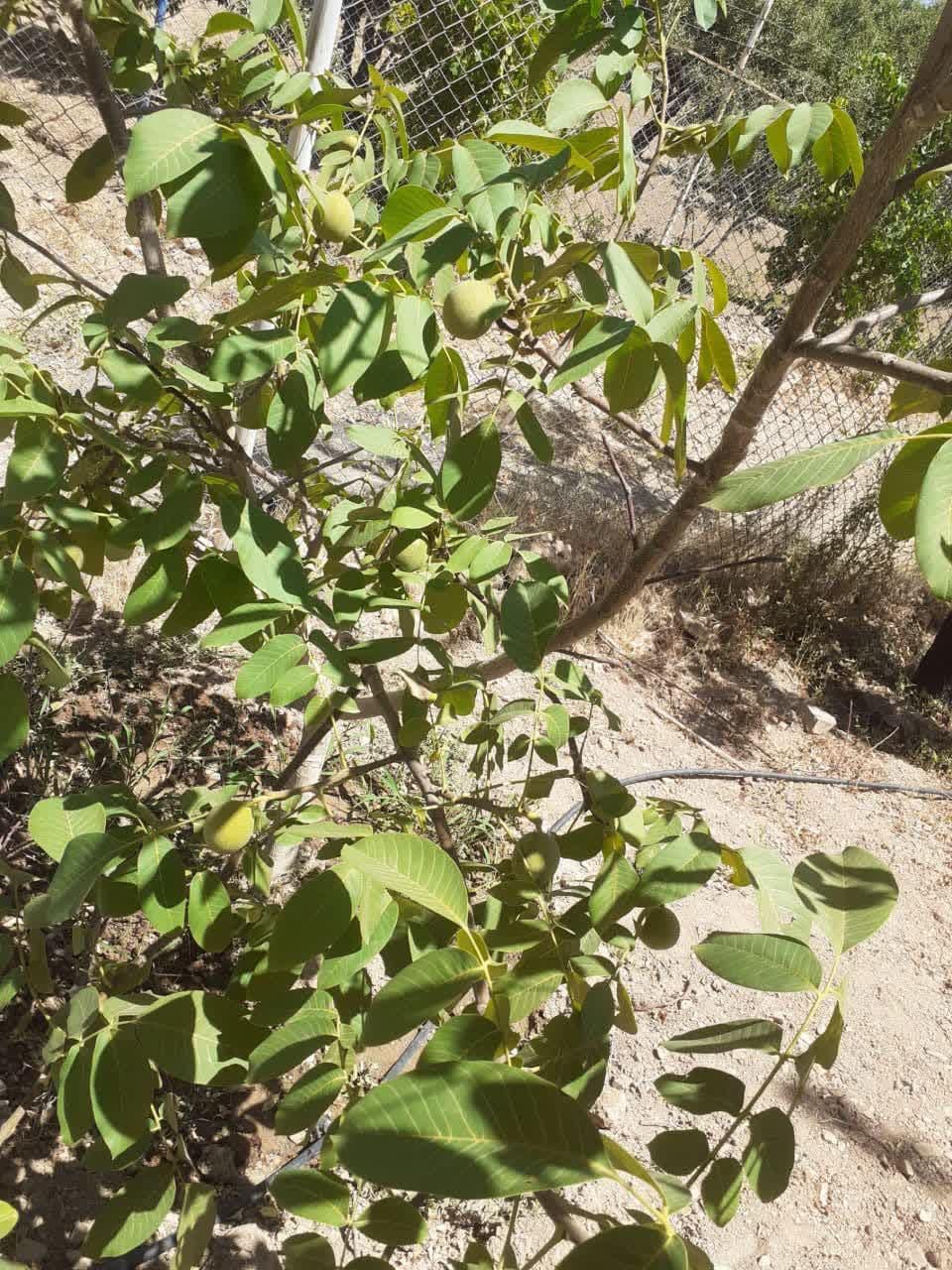 باغ کشاورزی 500متری پل زمانخان|فروش دفتر صنعتی، کشاورزی، تجاری|شاهین‌شهر, شهرک گلدیس|دیوار