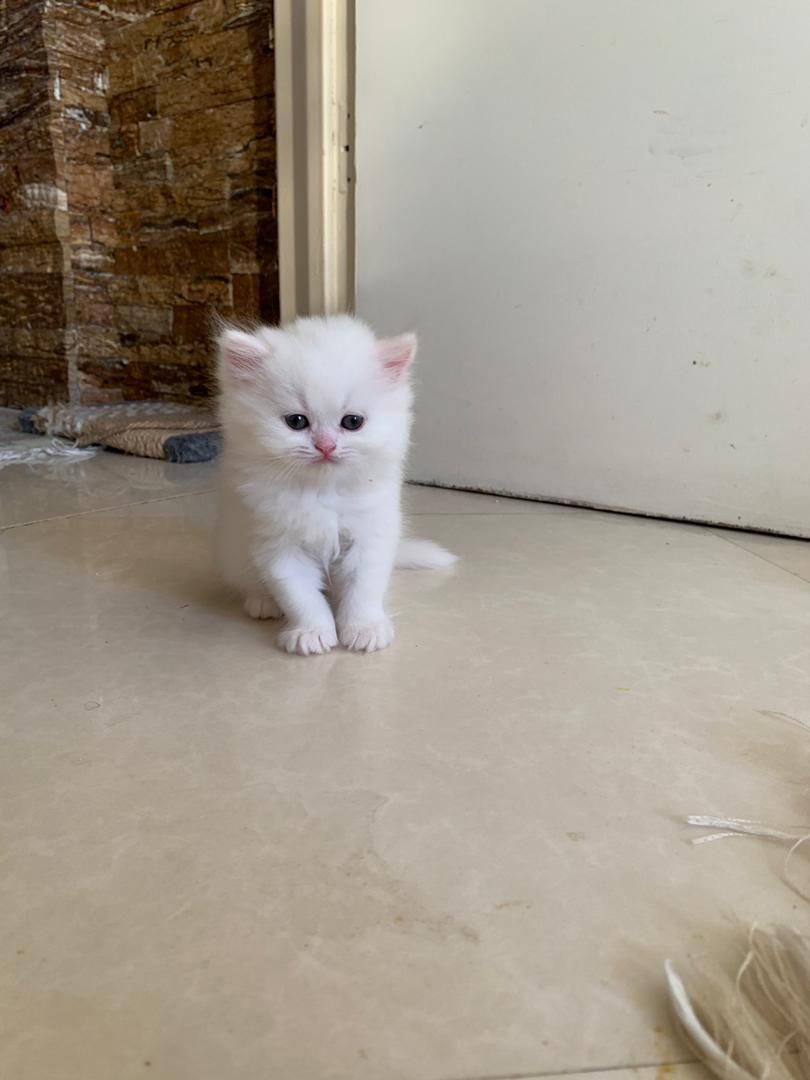 فروشگاه گربهها ( پرشین / بریتیش / اسکاتیش )|گربه|شیراز, ارم|دیوار