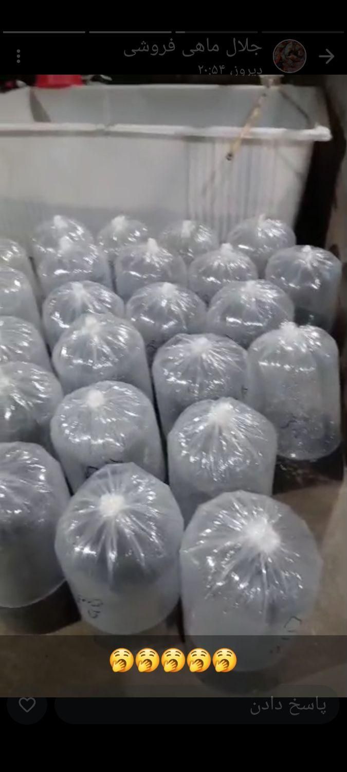 کپور و امور گرمی|ماهی|رشت, گلسار|دیوار