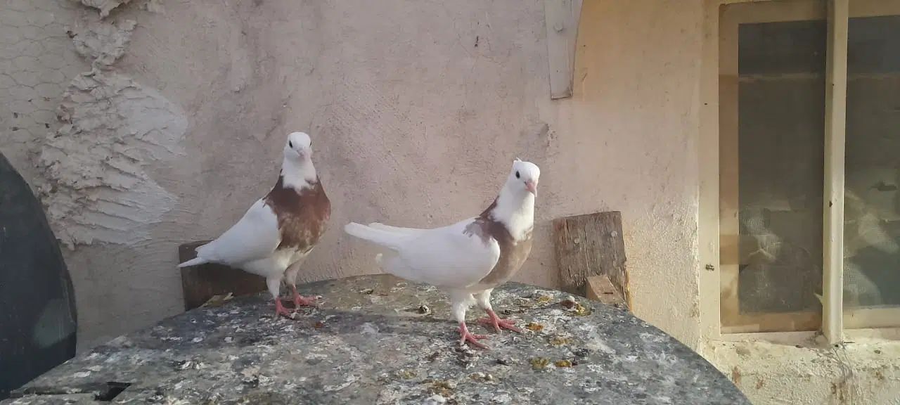 کبوتر|پرنده|کرج, باغستان|دیوار