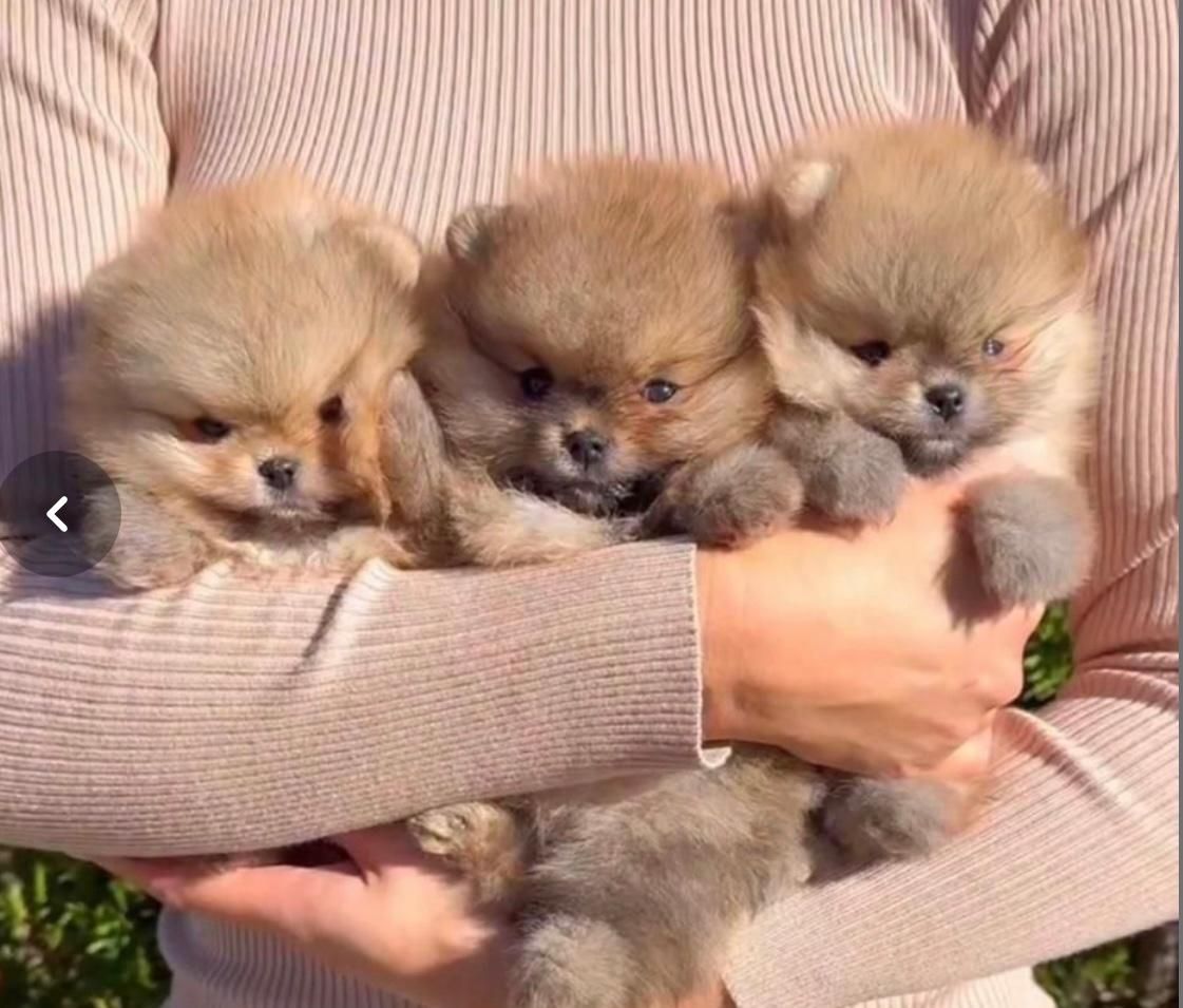 توله سگ های آپارتمانی|سگ|شیراز, اصلاحنژاد|دیوار