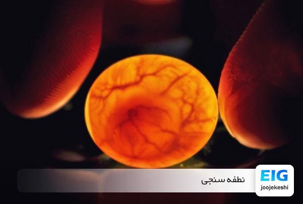خرید و فروش تخم عروس  هلندی هر نژادی فقط رگ زده|پرنده|کاشان, شهرک امیرالمومنین|دیوار